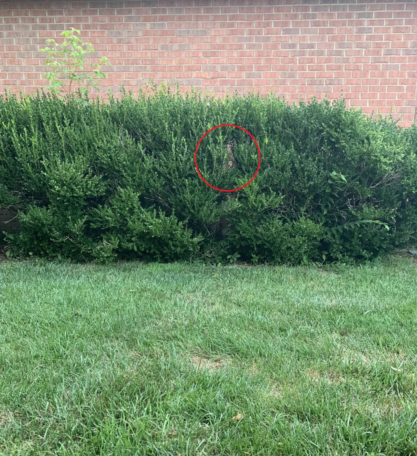 Hidden Cat