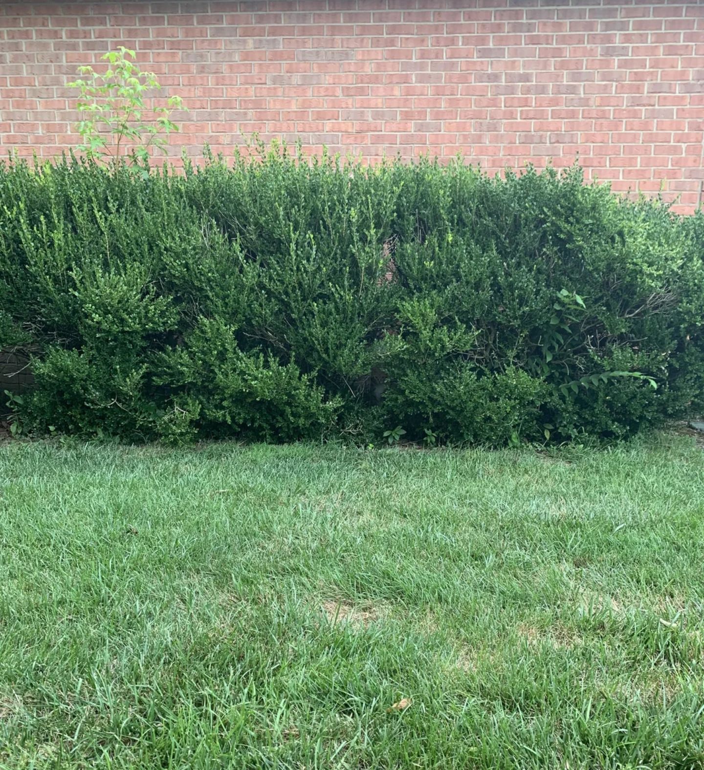 Hidden Cat
