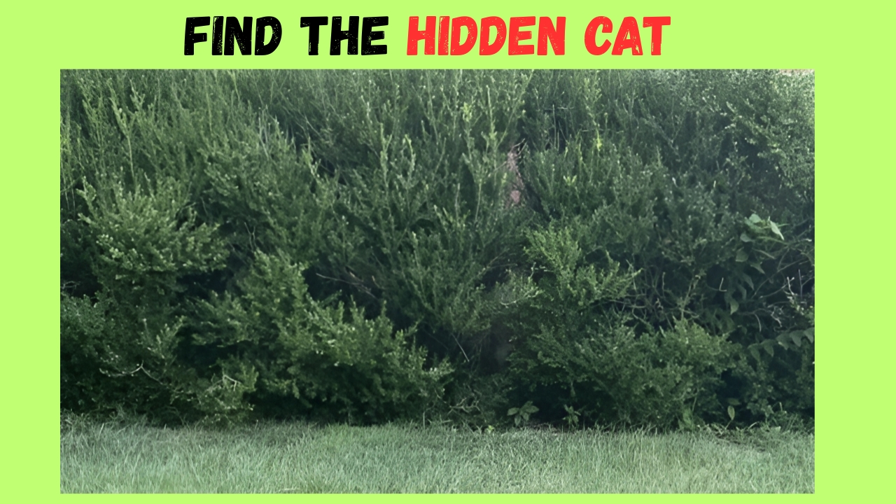 Hidden Cat