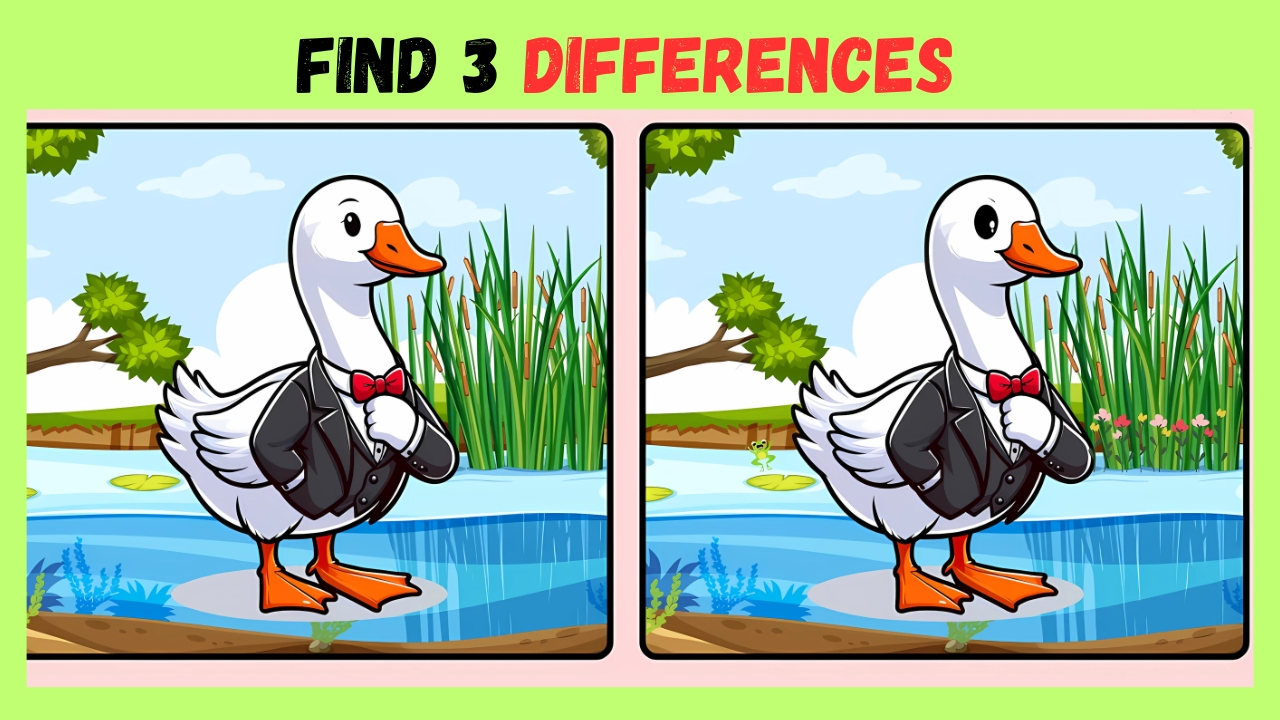 Differences Between Two Duck