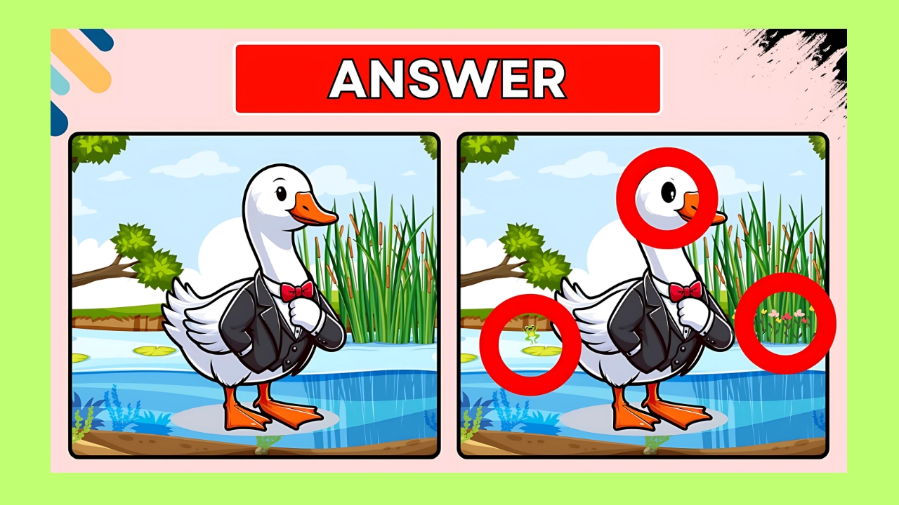 Duck