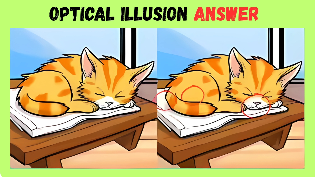 Cats Images