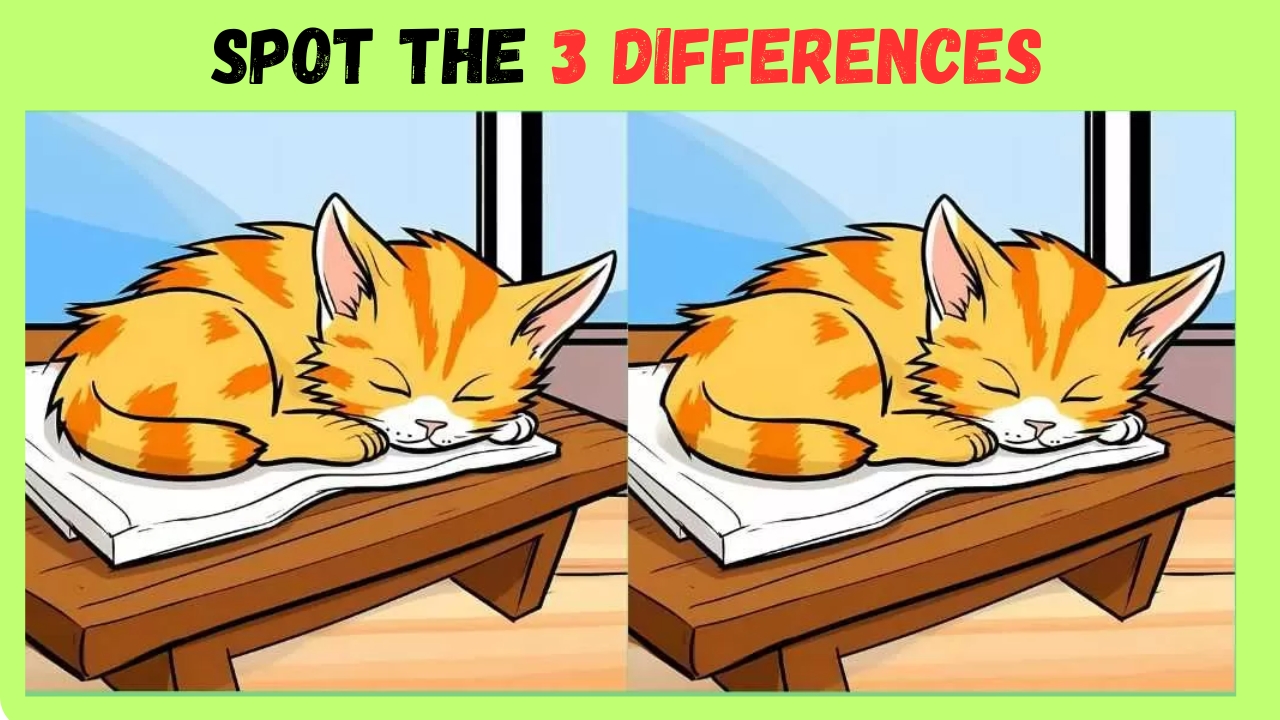 Cats Images